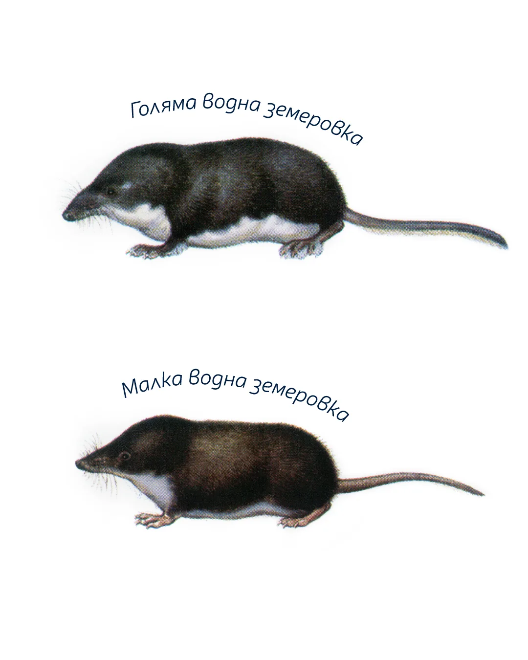 Голяма водна земеровка
